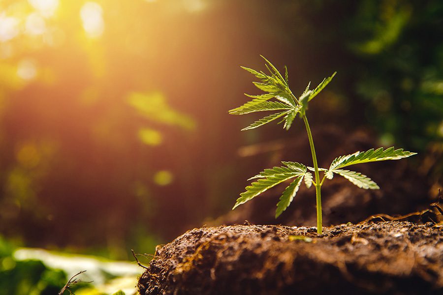 Cannabis Insurance - Cannabis Plant Growing In Soil With The Sun Setting In The Background